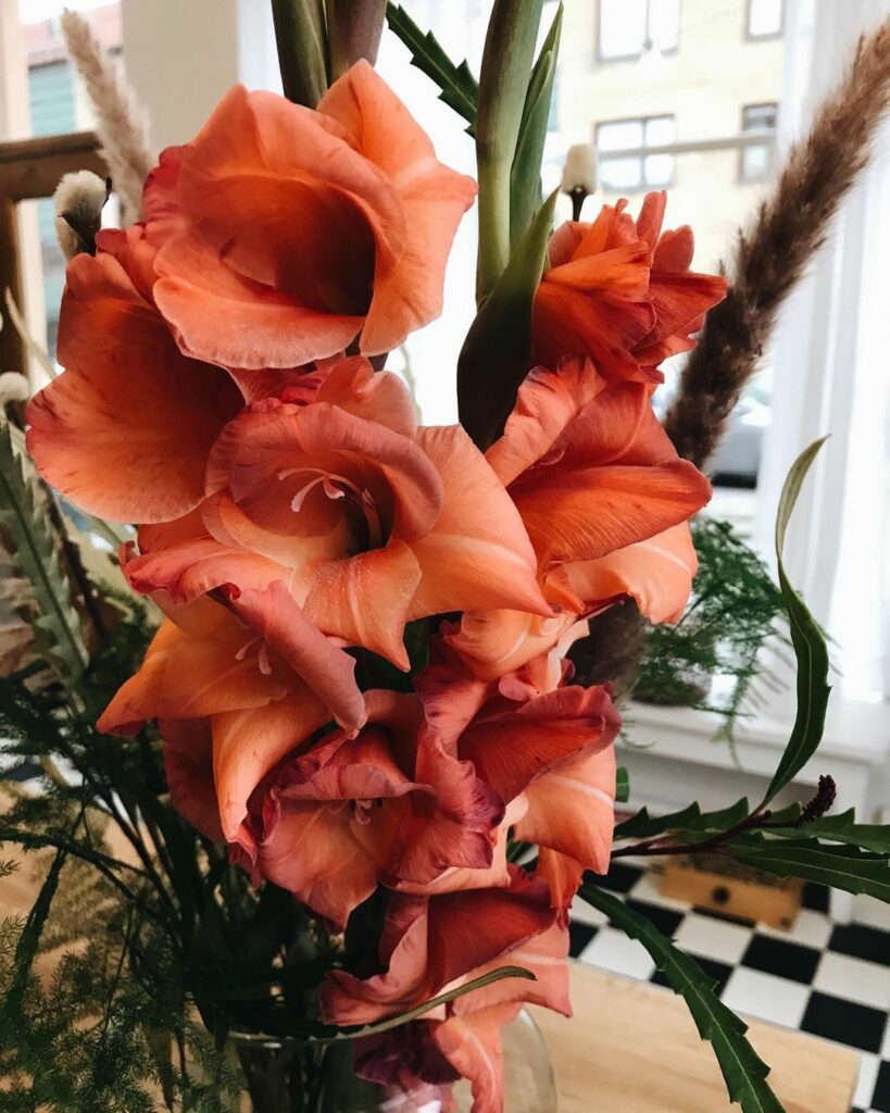 vacker roströd gladiolus indian summer