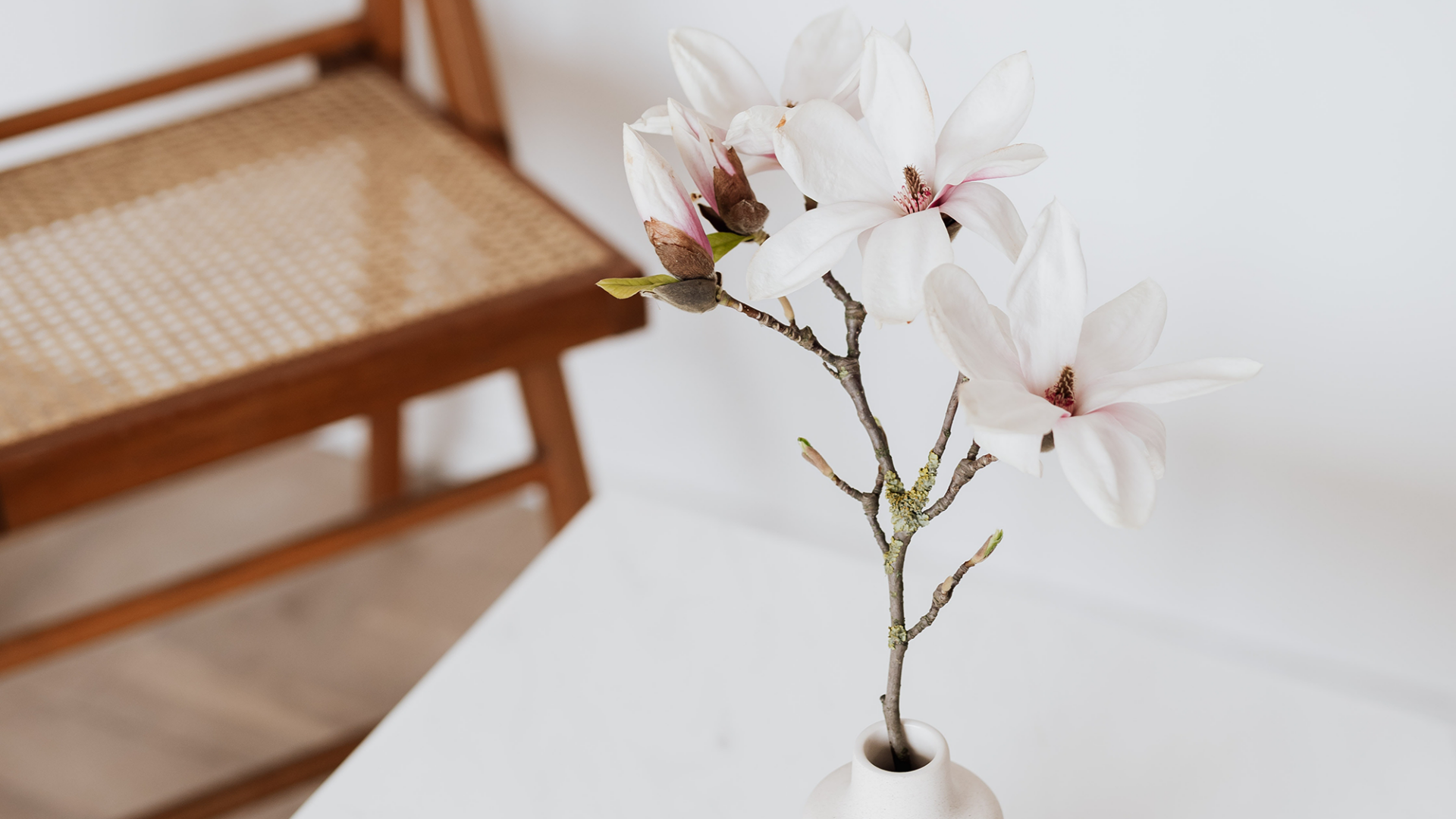 Magnolia kvist