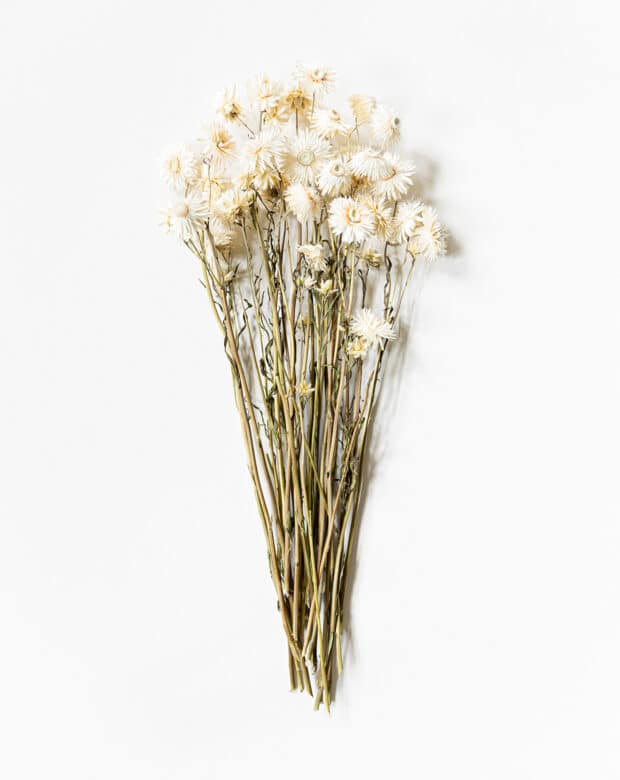 Torkad Helichrysum vit (eternell)