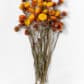 Torkad helichrysum gul orange