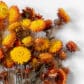 torkad helichrysum gul orange